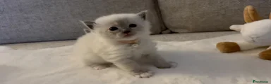 Ragdoll 1