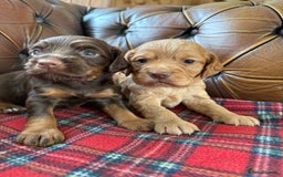 Cocker Spaniel dogs for sale: Stunning KC Working Cocker Spaniel Puppies - Image 1