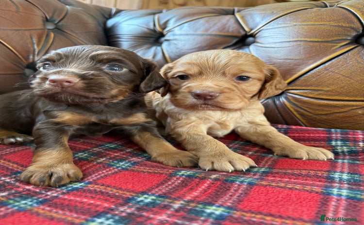 Cocker Spaniel dogs - Advert 15