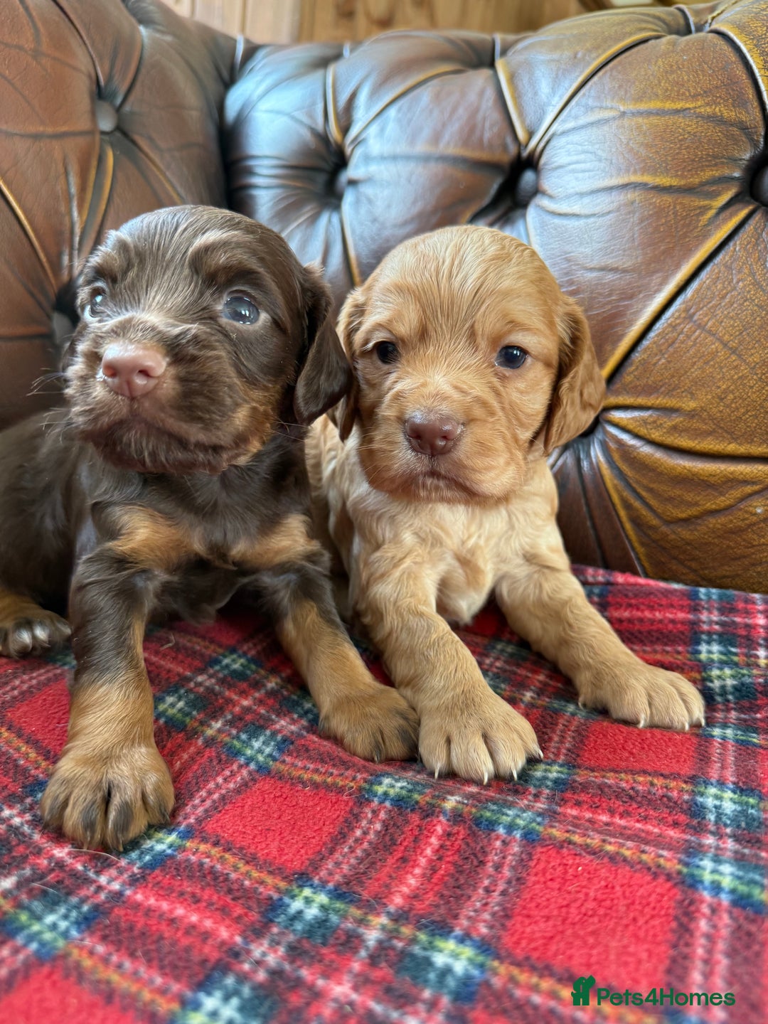 Cocker Spaniel dogs for sale: Stunning KC Working Cocker Spaniel Puppies - Image 1