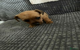 Jack Russell dogs for sale: !!READY TO GO!! Jack russle puppies - Image 5