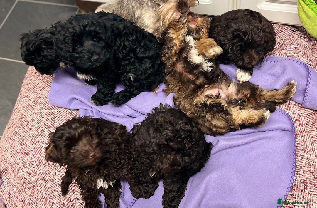 Toy Poodle dogs for stud: K.C Chocolate ToyPoodle at Stud in Coventry - Advert 35