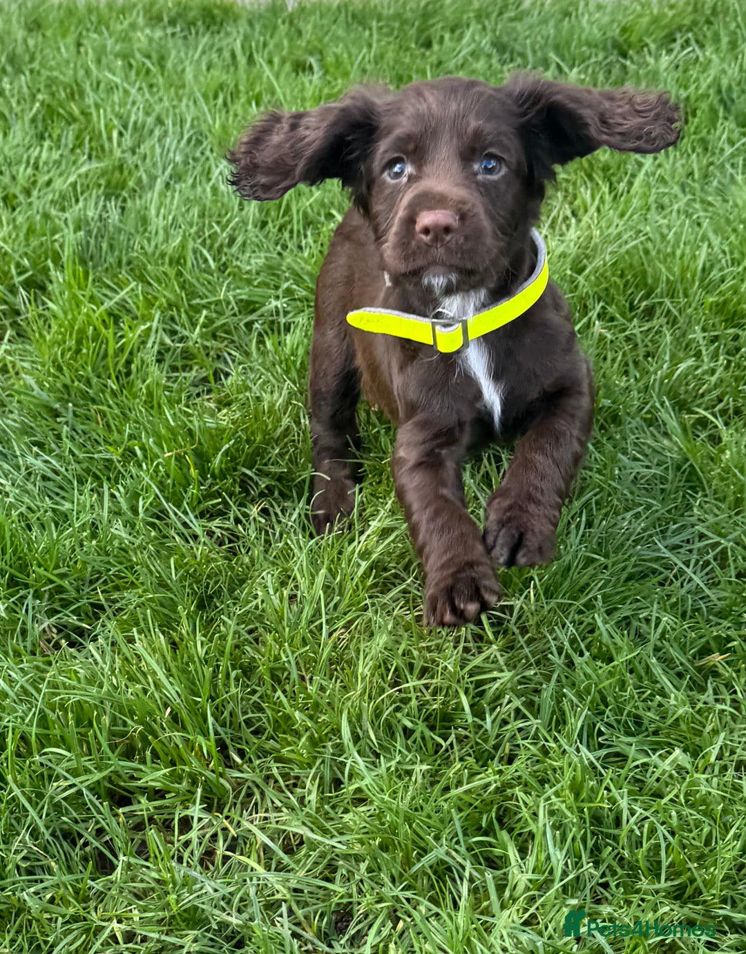 Sprocker dogs for sale: 2 x sprocker pups for sale  - Image 8