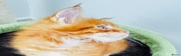 Maine Coon cats for sale: Pure breed XXL Maine Coon kittens  - Advert 10