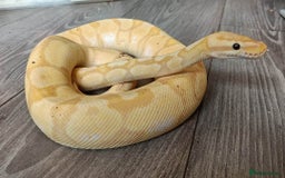 Python Snake reptiles for sale: Pastel Banana Enchi Het OG Royal Python  - Image 2