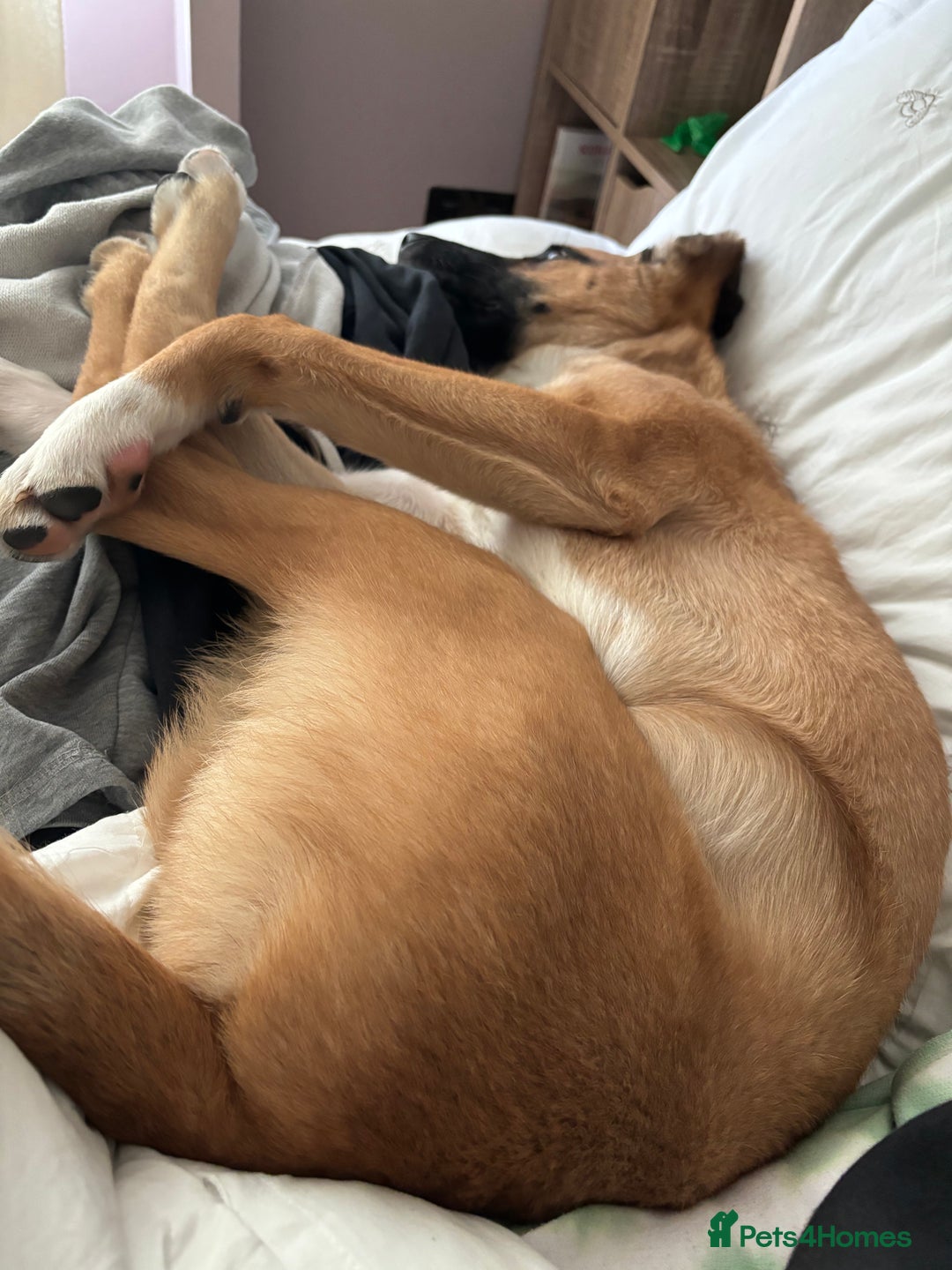 Mixed Breed dogs for sale: Manel - Image 8