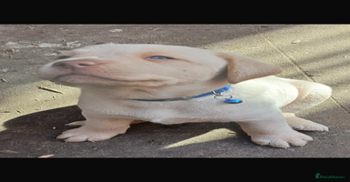 Labrador Retriever dogs - Advert 15