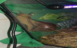 Snails invertebrates for sale: Giant African Land Snails, young adults - Image 3