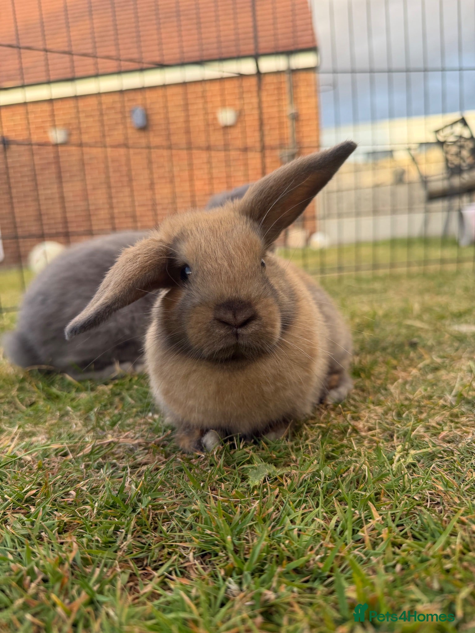 Mini Lop rabbits Minilops  - Advert 2