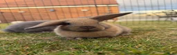 Mini Lop rabbits for sale: Minilops  - Advert 1