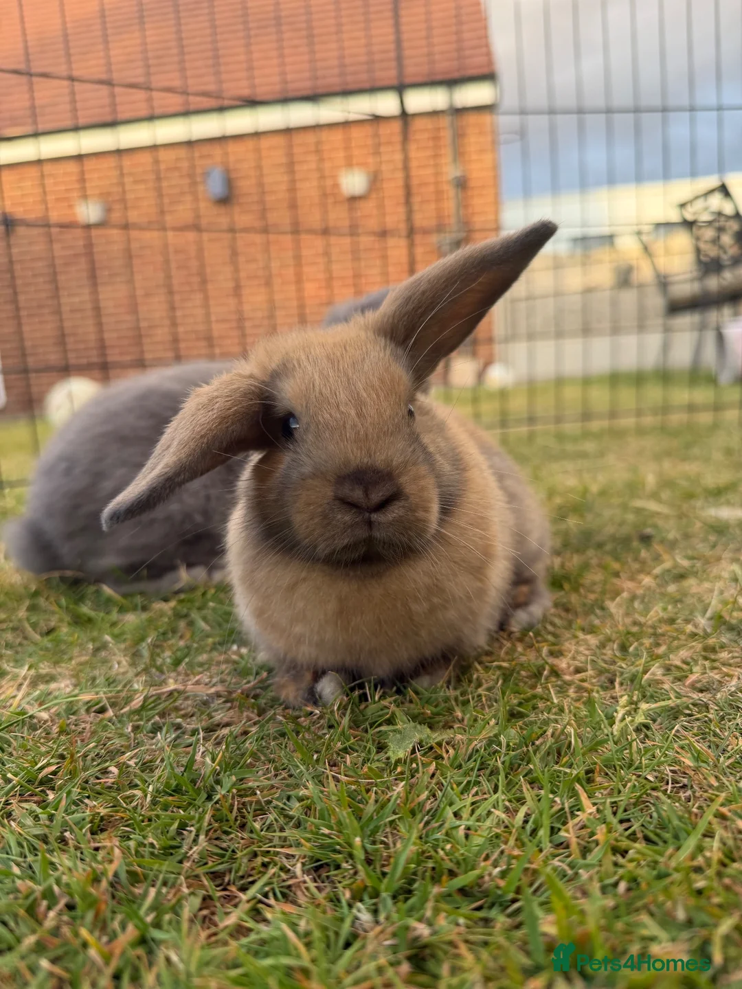 Mini Lop rabbits for sale: Minilops  - Advert 1