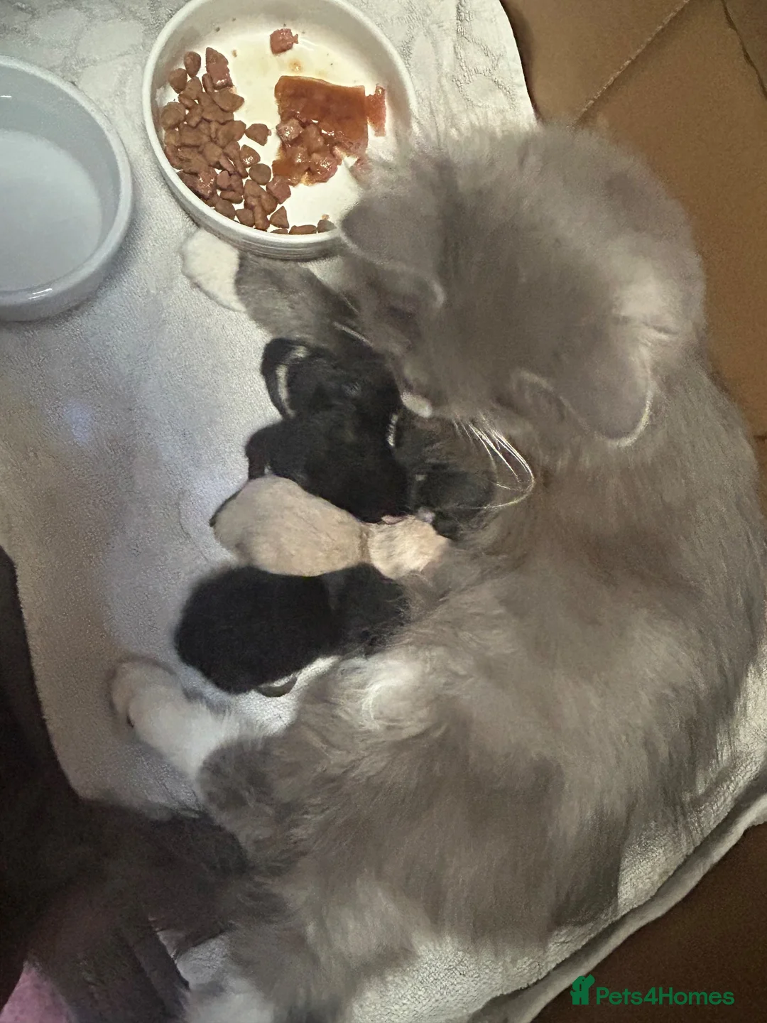 Persian cats for sale: Perdoll mother - 4 kittens - Advert 2