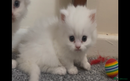 Munchkin cats for sale: Beautiful Munchkins Kittens  - Image 7