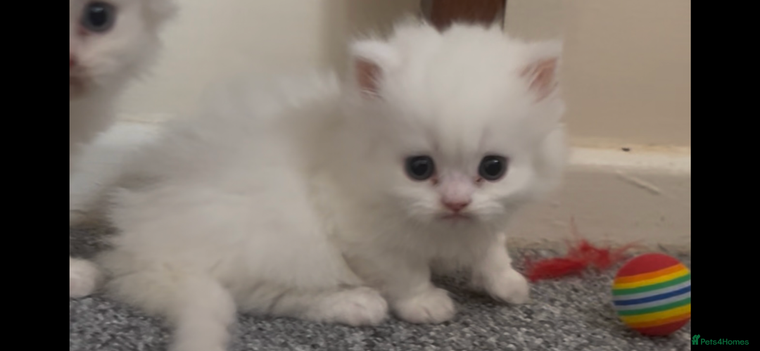 Munchkin cats for sale: Beautiful Munchkins Kittens  - Image 7
