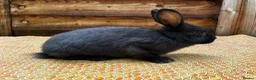 Mixed Breed rabbits for sale: Gorgeous Newzealand x Rex does  - Advert 2