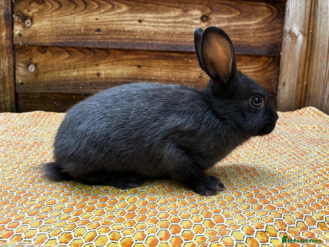 Mixed Breed rabbits for sale: Gorgeous Newzealand x Rex does  - Advert 2