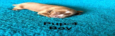 Cavalier King Charles Spaniel 4