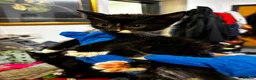British Longhair cats for sale: Adorable Kittens Looking for Homes! - Advert 4