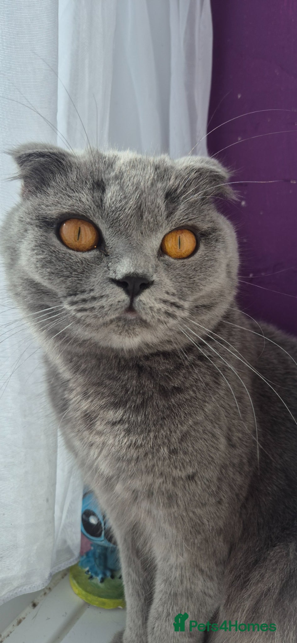 Scottish Fold cats Beautiful Scottish fold - Advert 1