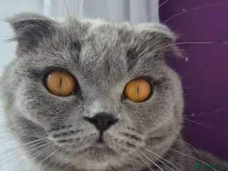 Scottish Fold cats Beautiful Scottish fold - Advert 1