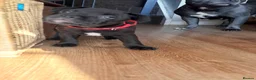 Staffordshire Bull Terrier dogs for sale: Super cute staffy puppies 🐶 2 left!  in Pontypool - Advert 6