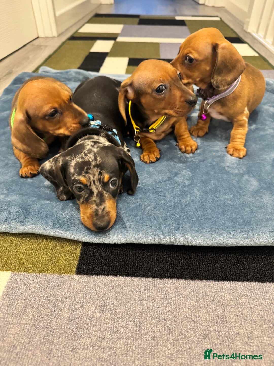 Dachshund dogs for sale: Dachshund female and male puppies  - Image 18