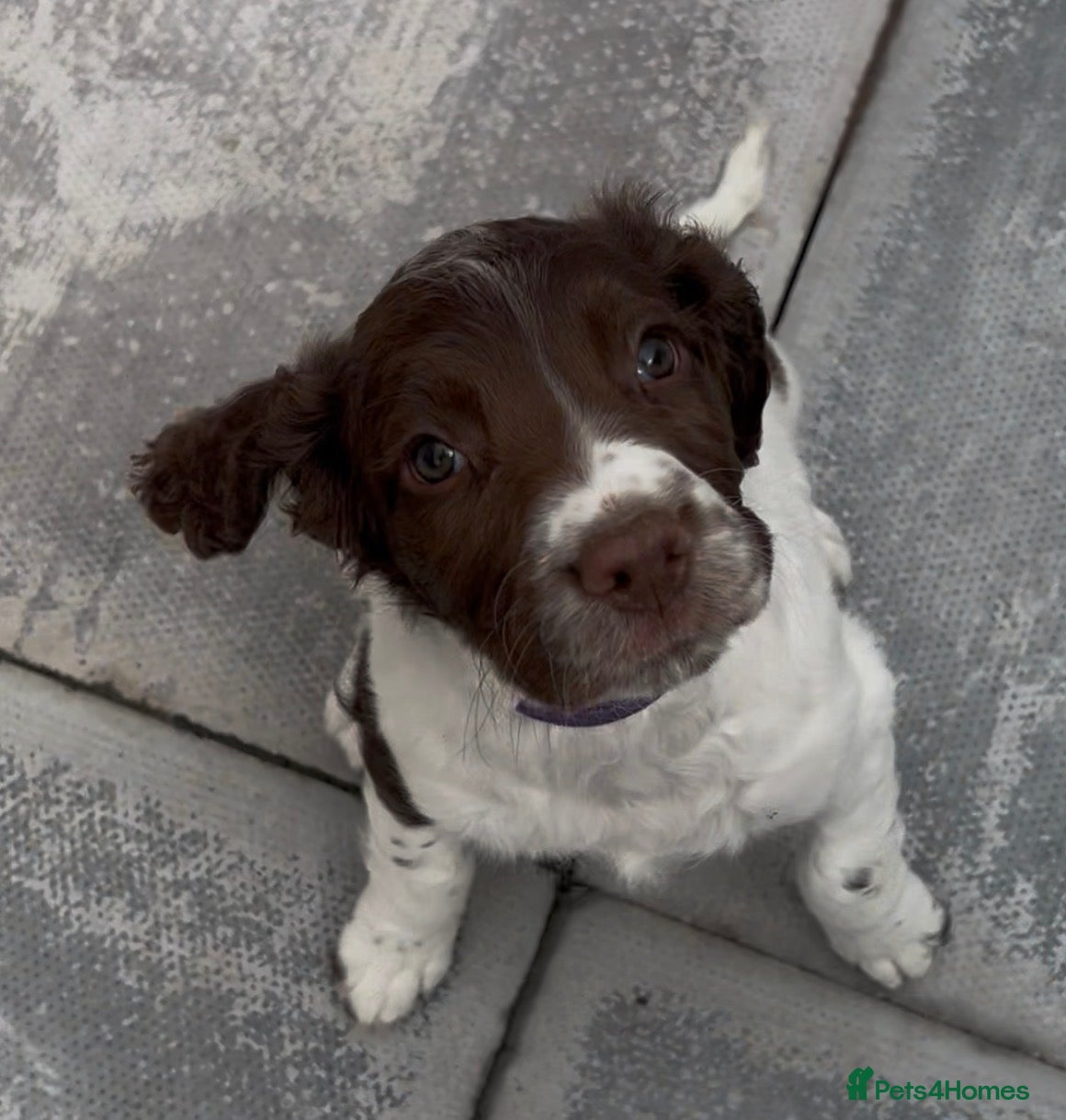 English Springer Spaniel dogs RKC English Springer Spaniel  - Advert 1