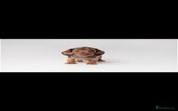 Miniature Dachshund dogs for sale: Beautiful miniature dachshunds - Image 15