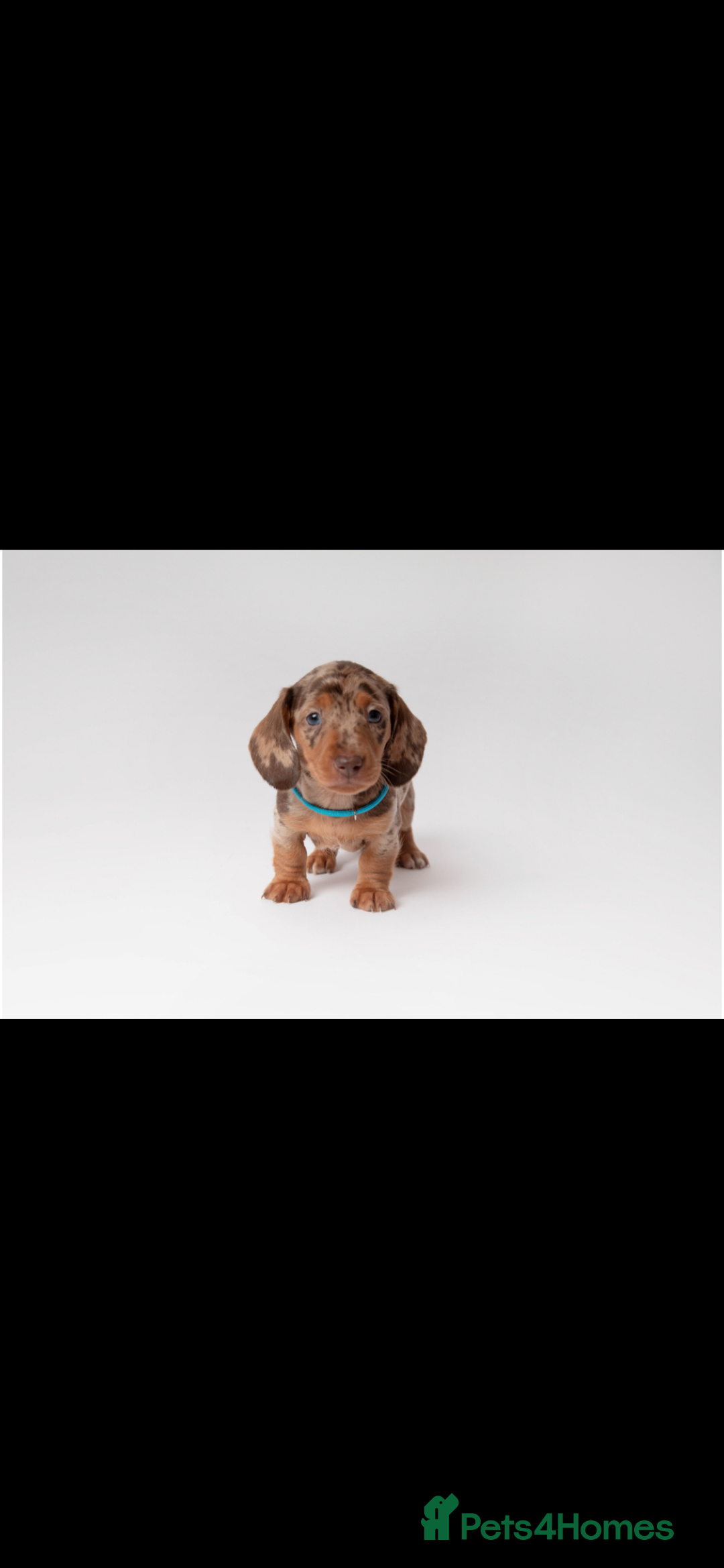 Miniature Dachshund dogs for sale: Beautiful miniature dachshunds - Image 15