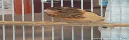 Canaries birds for sale: Canaries MALES - Advert 3