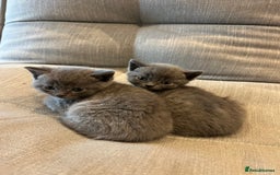 British Shorthair cats for sale: Mixed Breed British Shorthair 🐾 £300 - Image 8