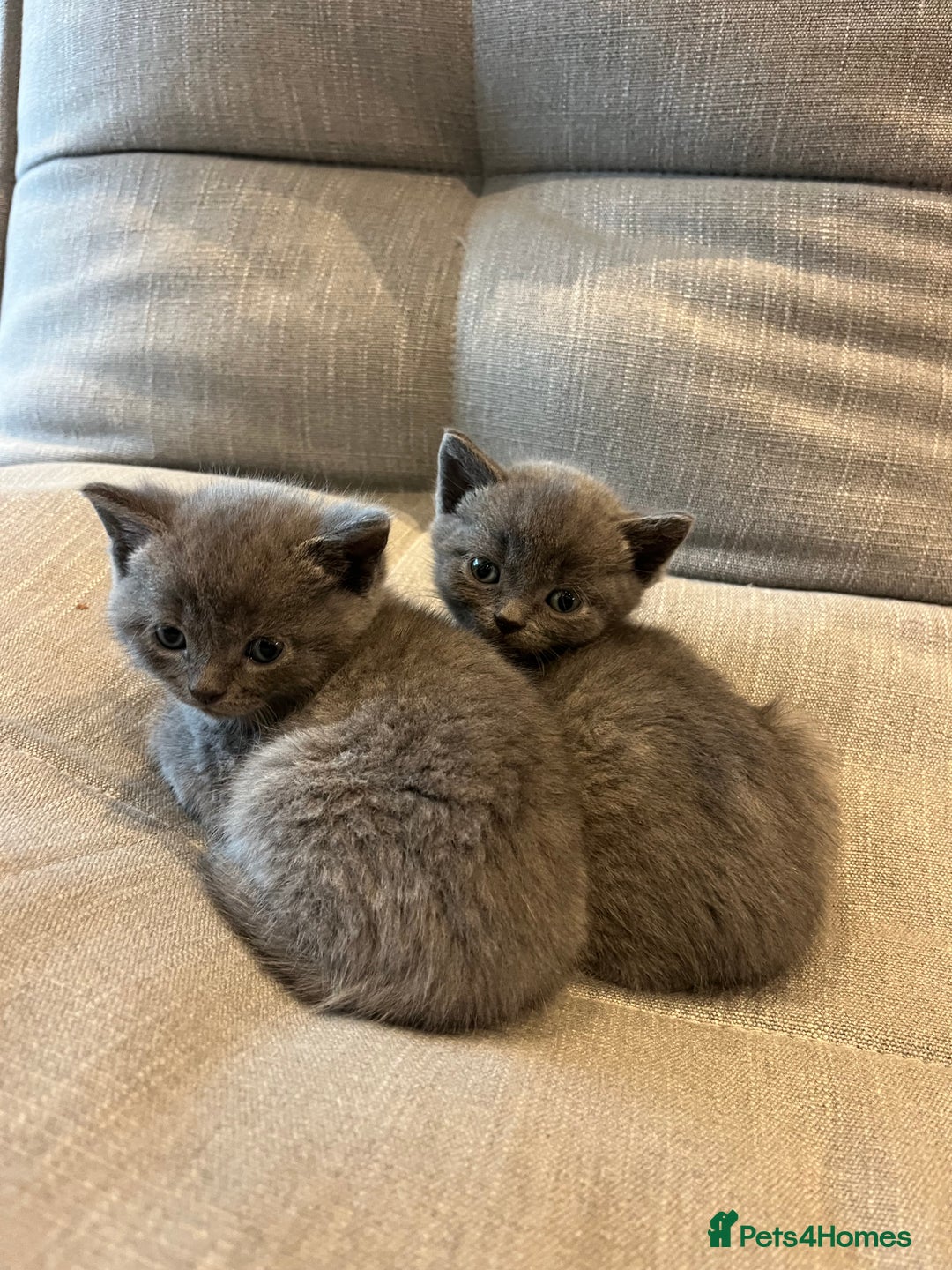 British Shorthair cats for sale: Mixed Breed British Shorthair 🐾 £300 - Image 8
