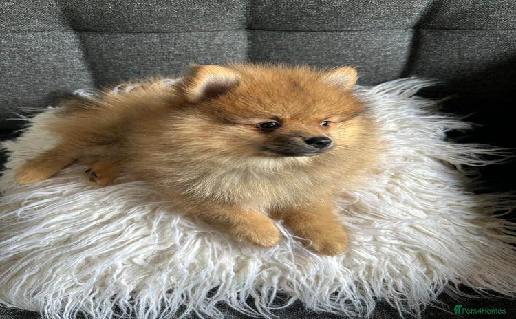 Pomeranian dogs - Advert 11