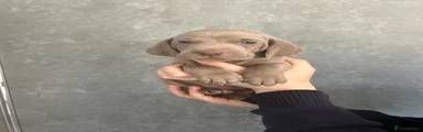 Weimaraner Puppy 3