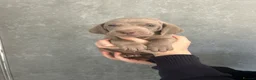 Weimaraner dogs for sale: Kc registered Silver Weimaraner puppies for sale  - Advert 11