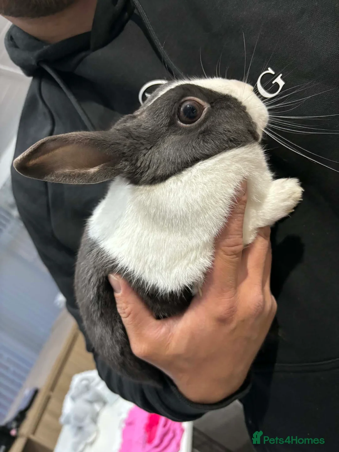 Dutch rabbits for sale: Dutch rabbit  in Newark - Advert 4