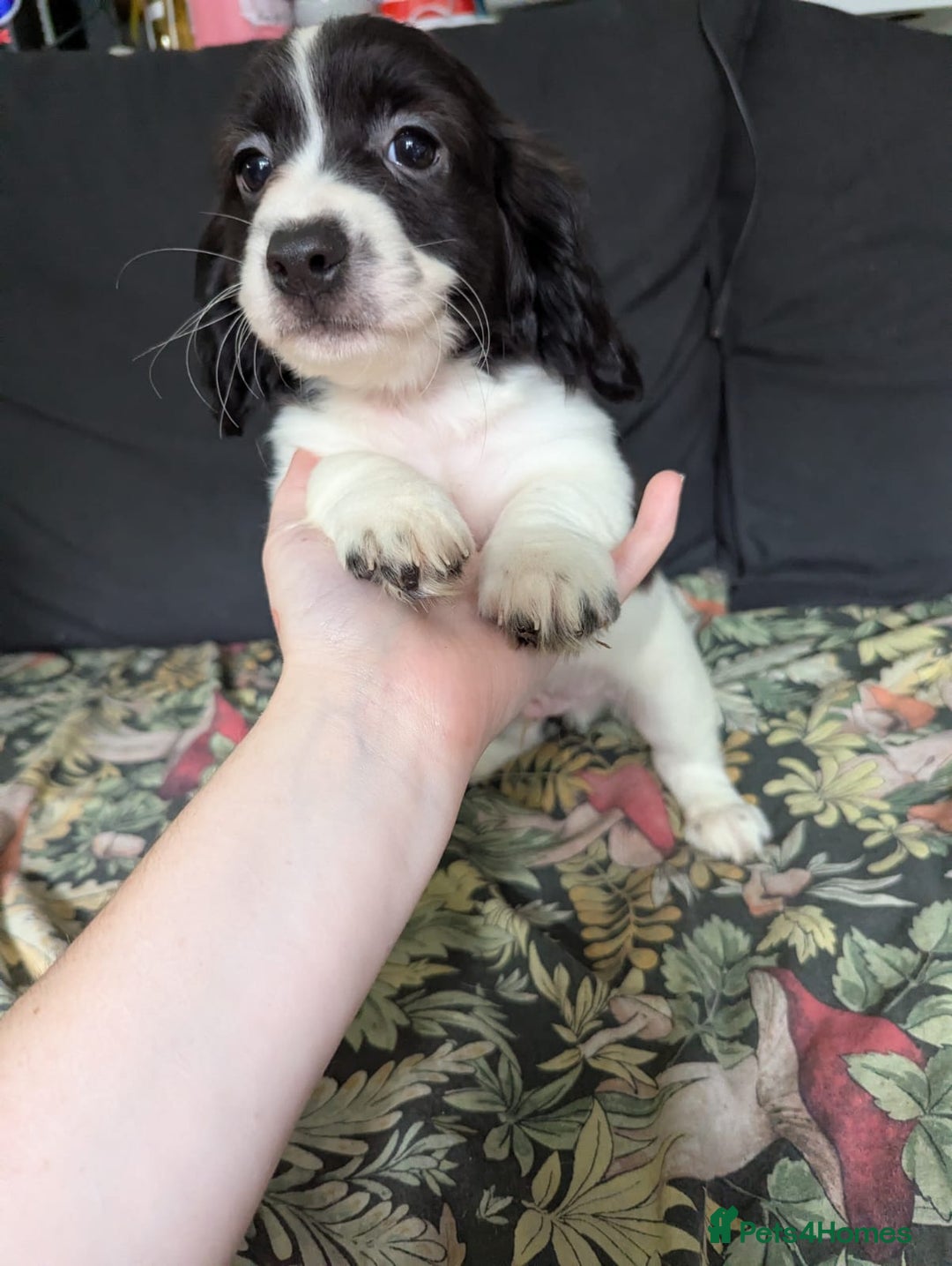 Mixed Breed dogs for sale: 10 week old bassest cocker spaniel cross puppies - Image 11