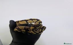 Python Snake reptiles for sale: Multiple royals available  - Image 10
