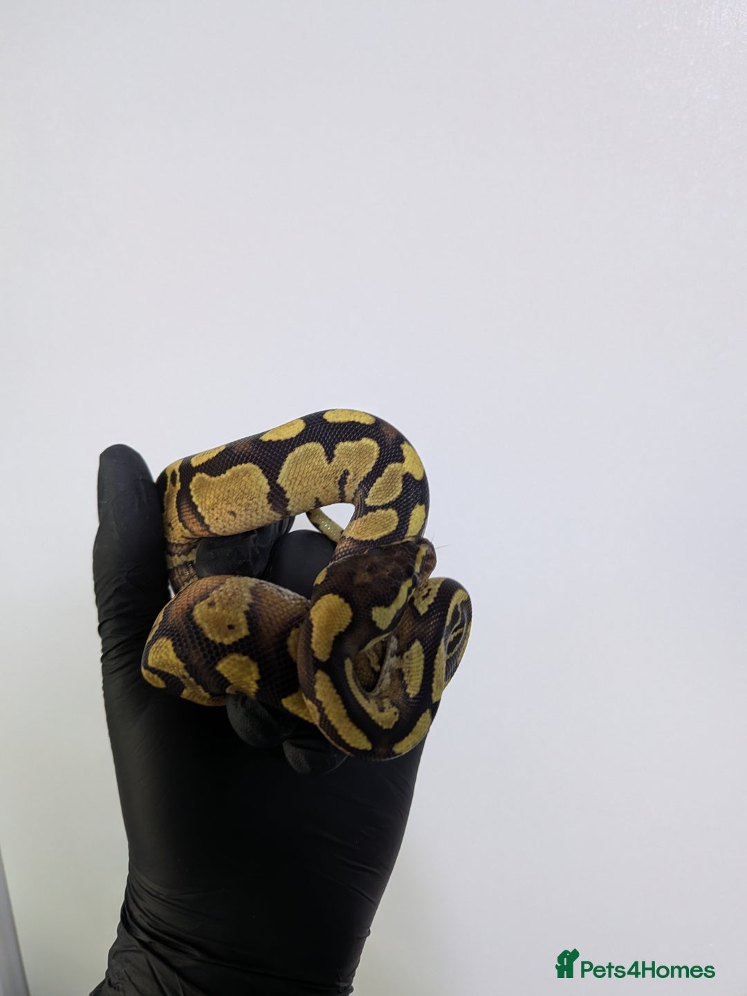 Python Snake reptiles for sale: Multiple royals available  - Image 10