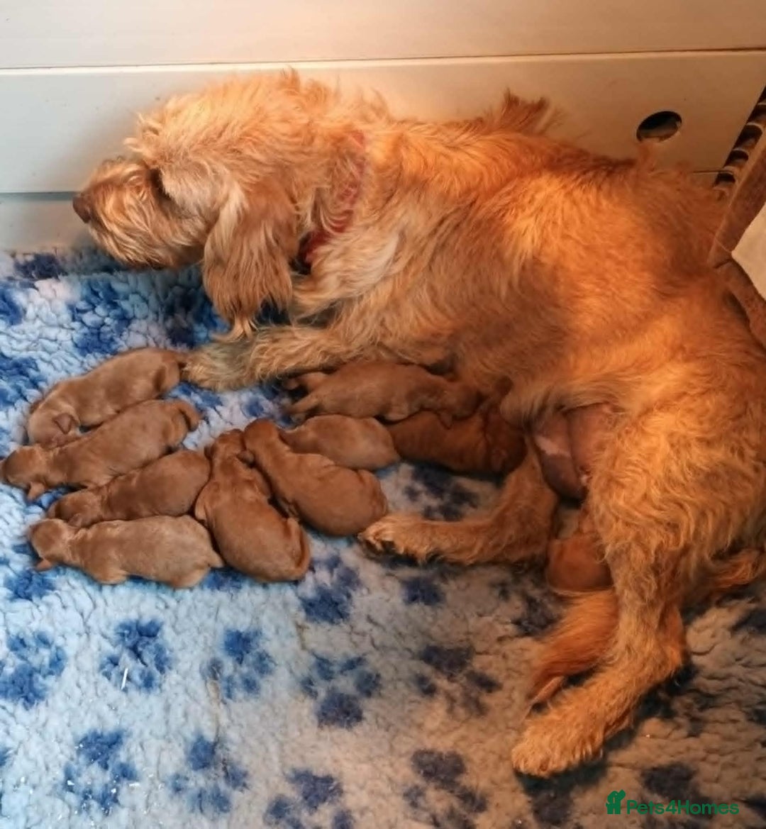 Labradoodle dogs for sale: F1b MINIATURE LABRADOODLES. 5* LICENCED BREEDER. - Image 10