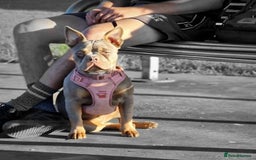 Mixed Breed dogs for sale: Honey (French bully x pocket bully) - Image 1
