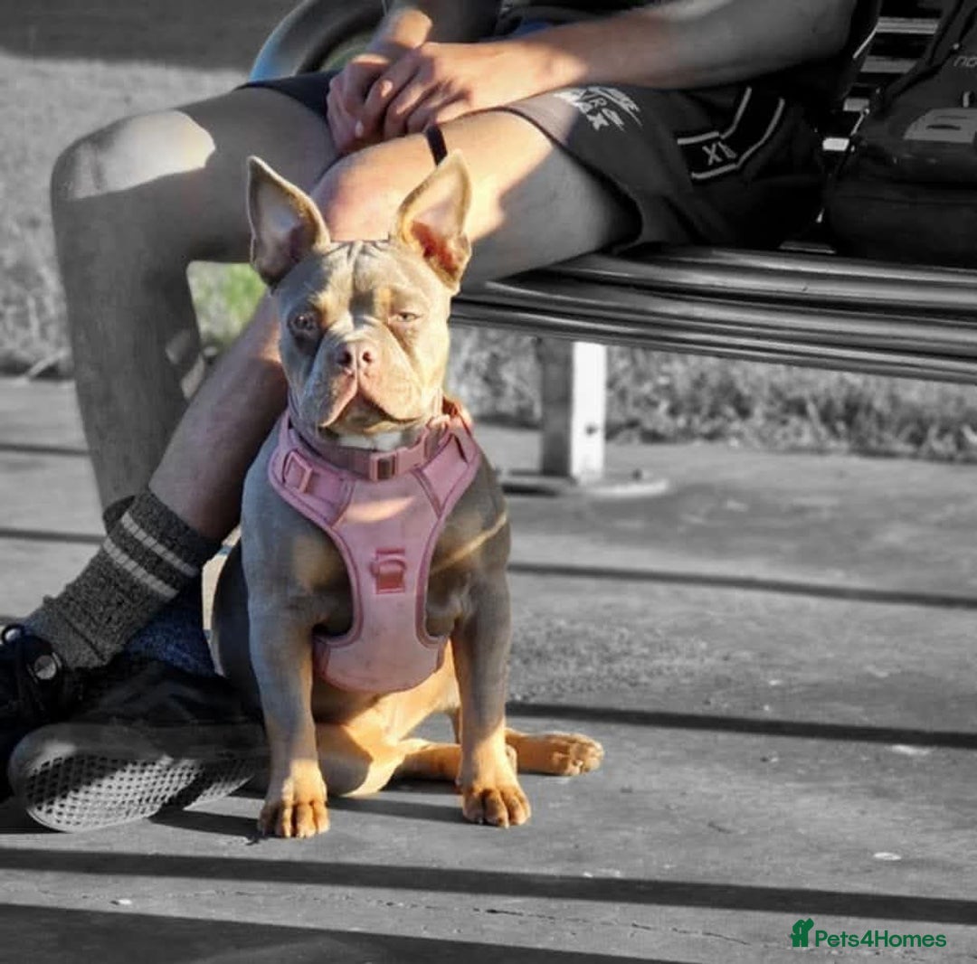 Mixed Breed dogs for sale: Honey (French bully x pocket bully) - Image 1