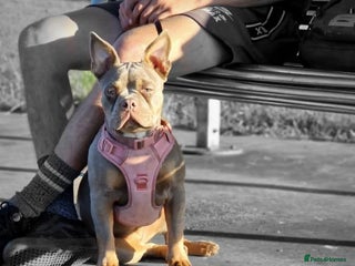 Mixed Breed dogs - Advert 15