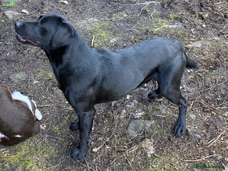 Labrador Retriever dogs in Ossett - Advert 28