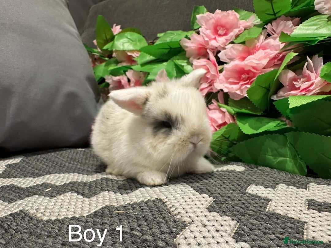 Mini Lop rabbits for sale: ⭐️ STUNNING PURE BRED MINI LOPS⭐️ - Image 4