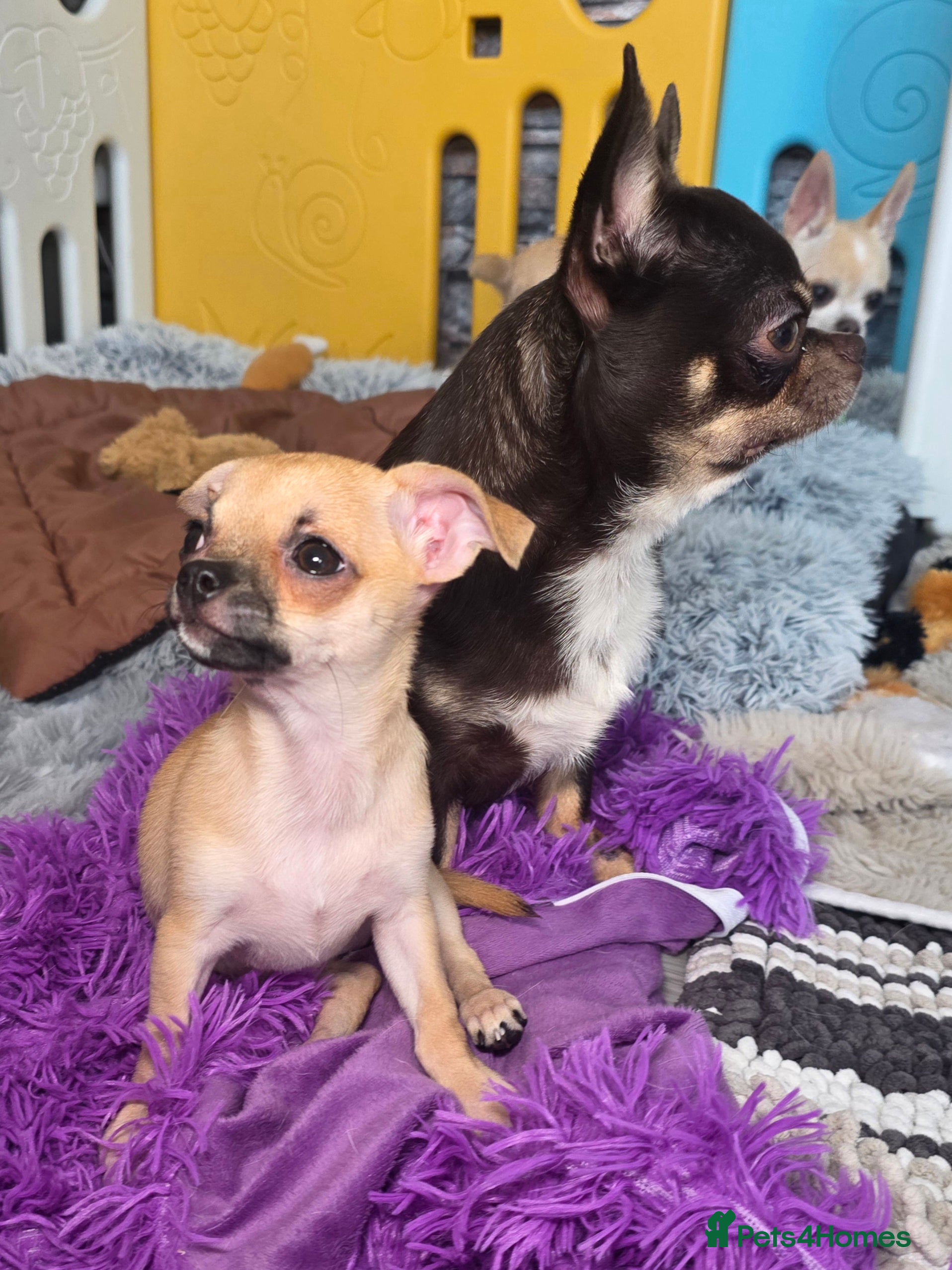 Chihuahua dogs Chihuahua  Girl READY TO GO  - Advert 10