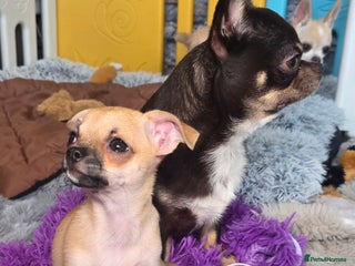 Chihuahua dogs Chihuahua Girl READY TO GO - Advert 2