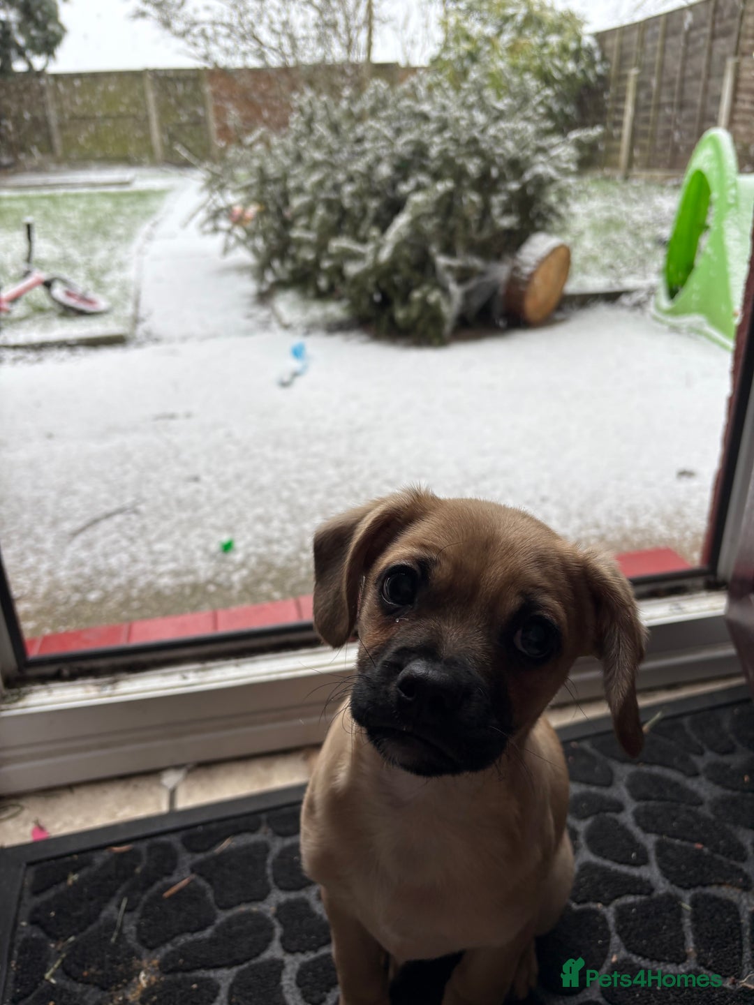 Mixed Breed dogs for sale: Cavapooxfrug  - Advert 8