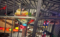 Conures birds for sale: Pineapple green cheek conure - Image 3