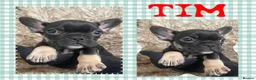 French Bulldog dogs for sale: 💙 Beautiful Frenchies Puppies💙Ready Now 💙 - Advert 9